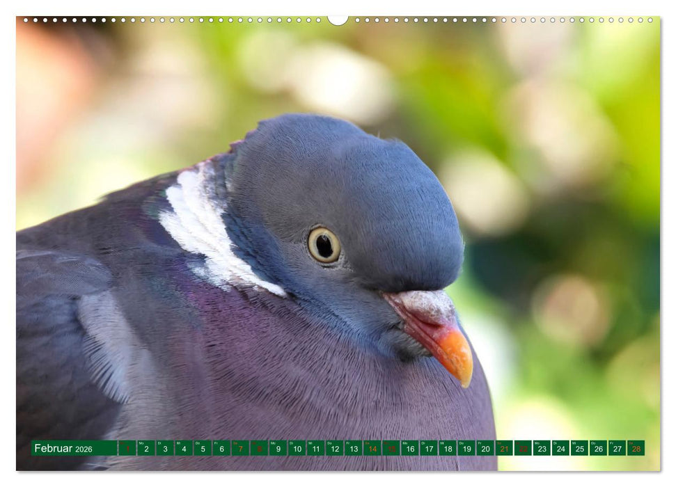 Ringeltauben (CALVENDO Wandkalender 2026)
