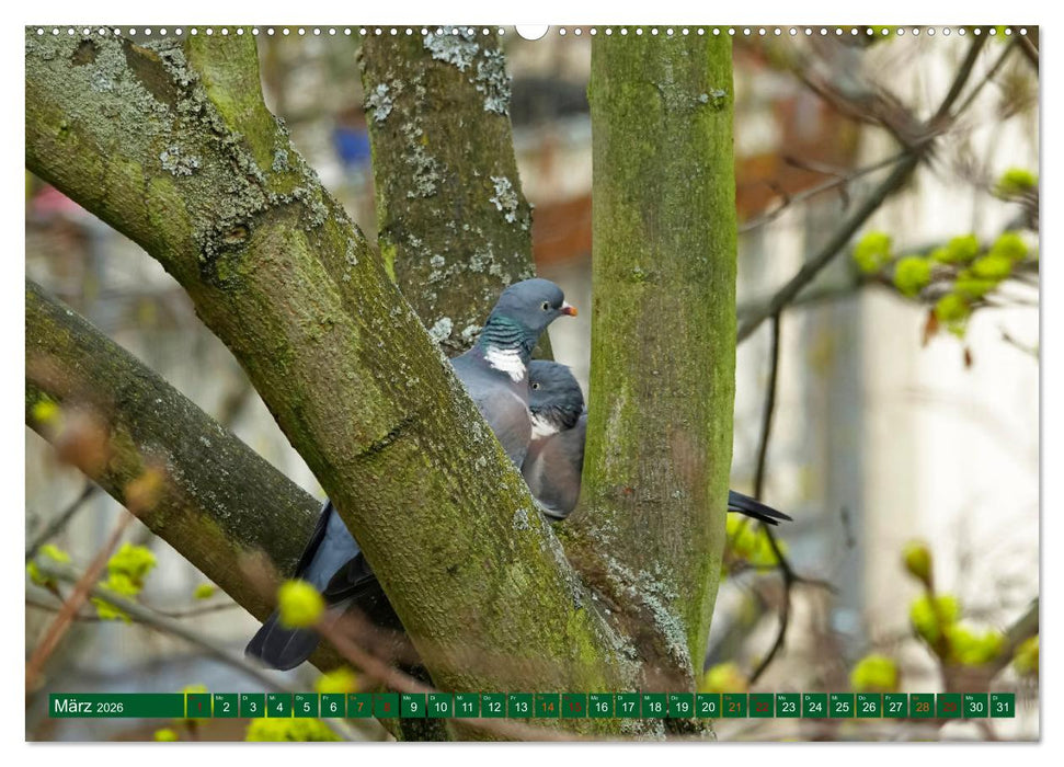 Ringeltauben (CALVENDO Wandkalender 2026)