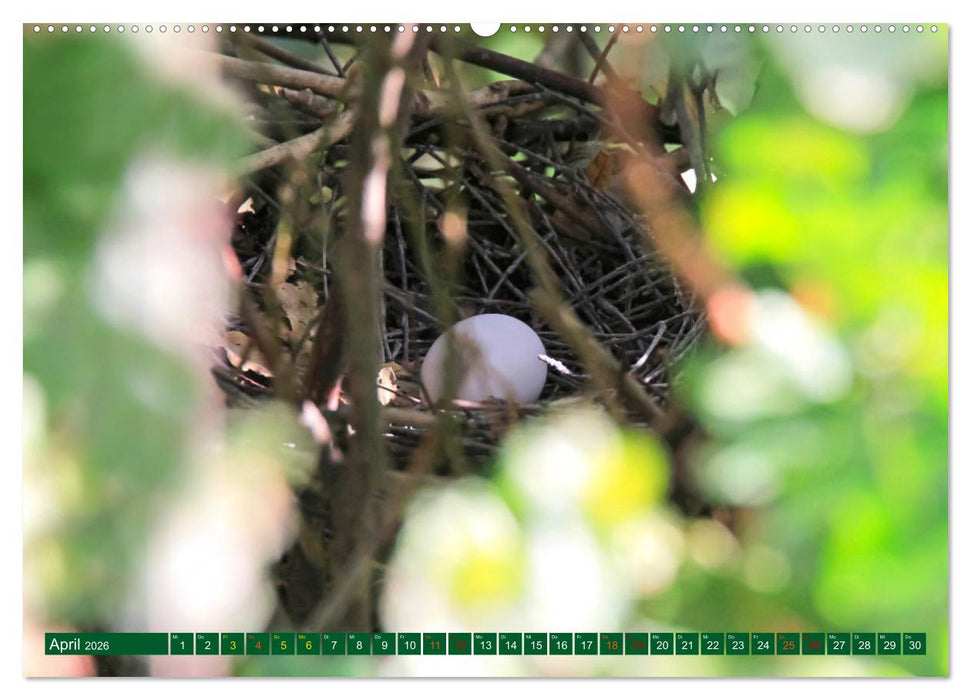 Ringeltauben (CALVENDO Wandkalender 2026)