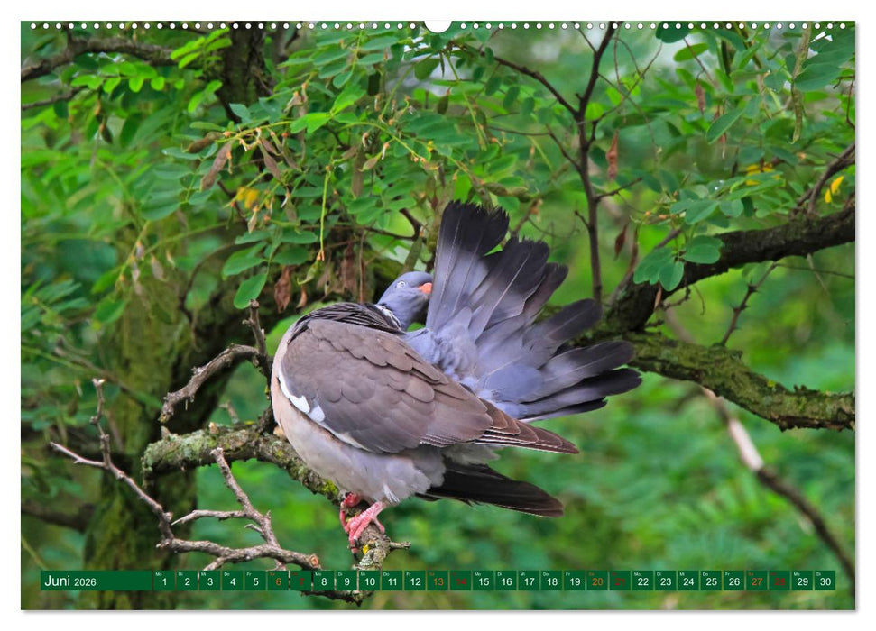 Ringeltauben (CALVENDO Wandkalender 2026)
