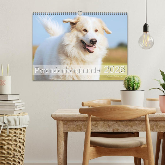 Pyrenäenberghunde (CALVENDO Wandkalender 2026)