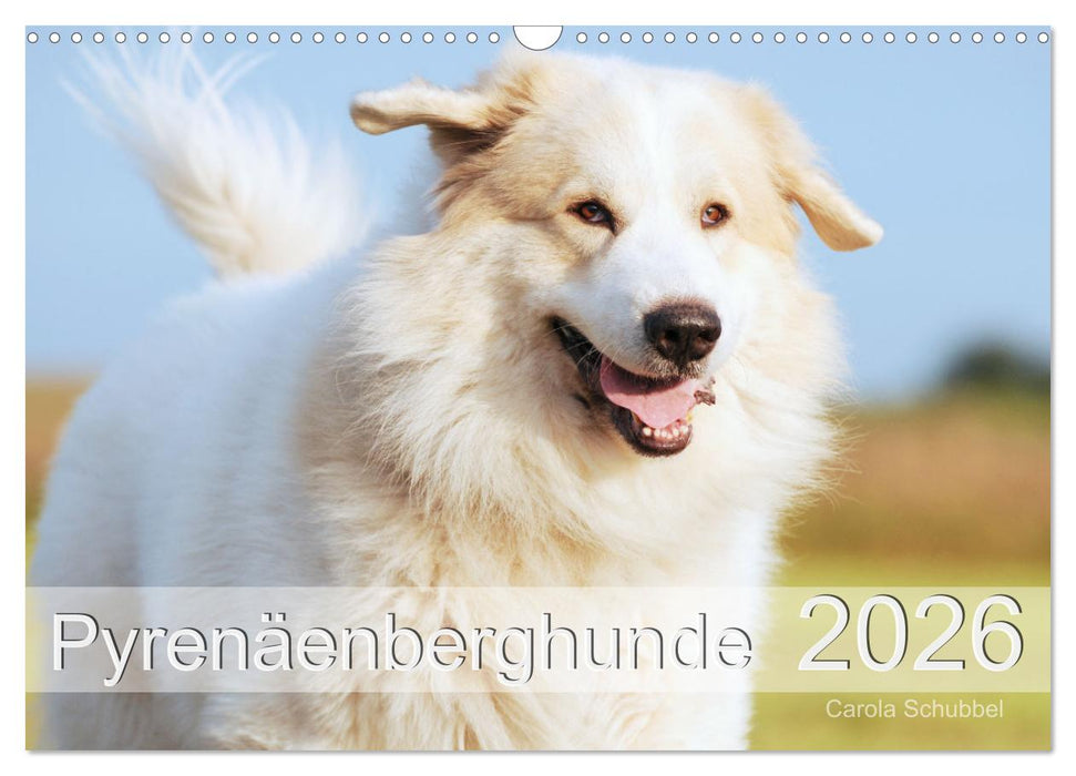 Pyrenäenberghunde (CALVENDO Wandkalender 2026)