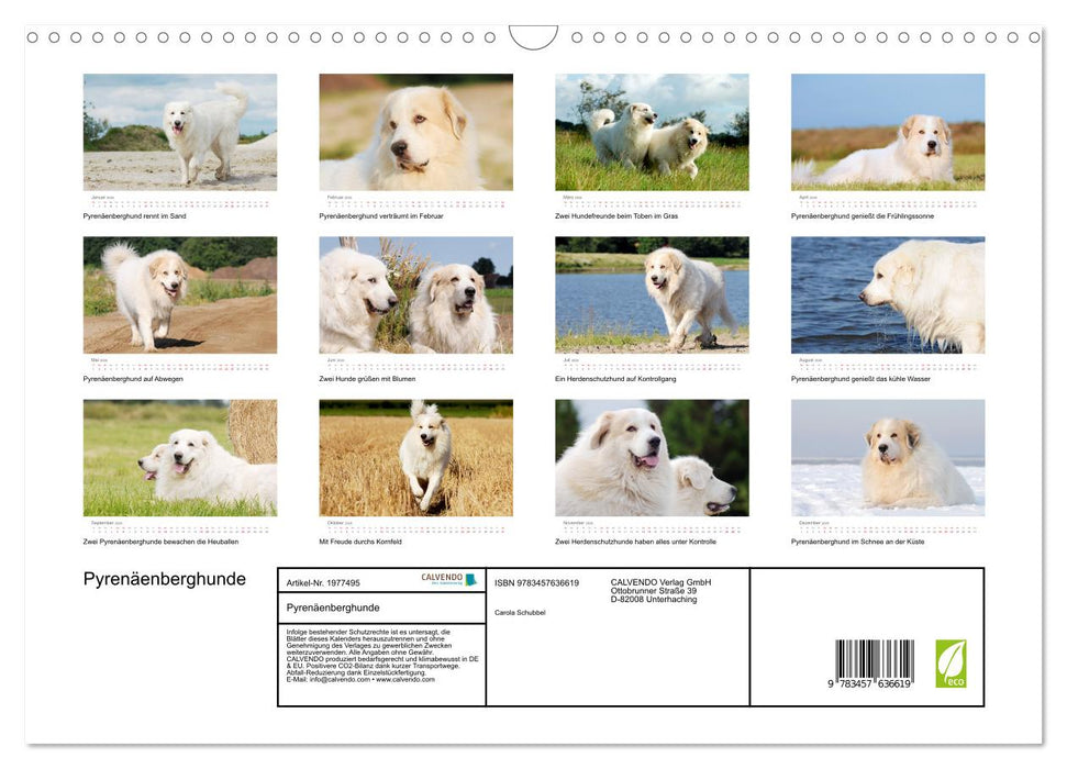 Pyrenäenberghunde (CALVENDO Wandkalender 2026)