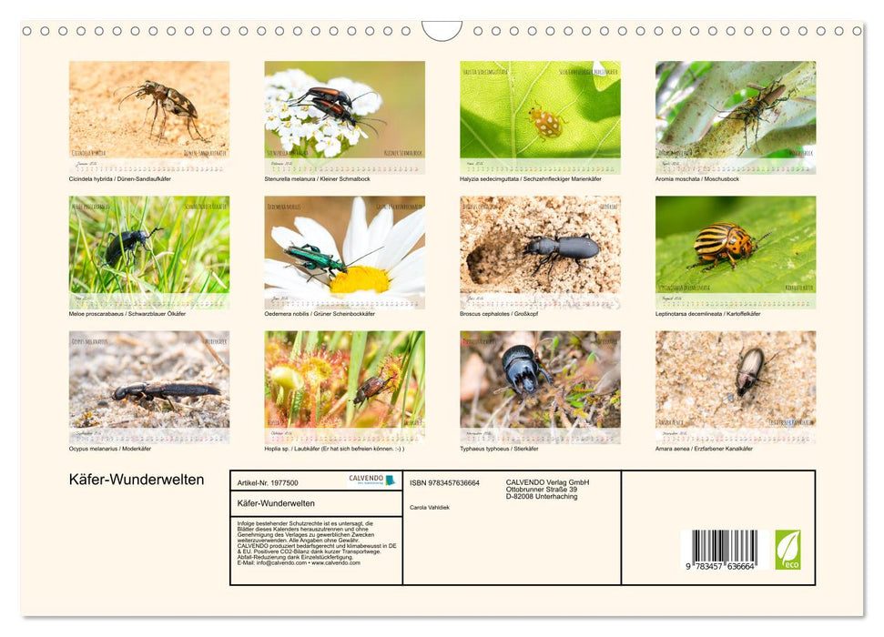 Käfer-Wunderwelten (CALVENDO Wandkalender 2026)