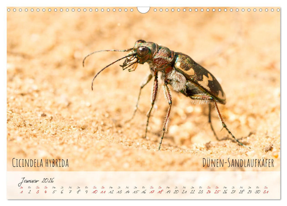 Käfer-Wunderwelten (CALVENDO Wandkalender 2026)