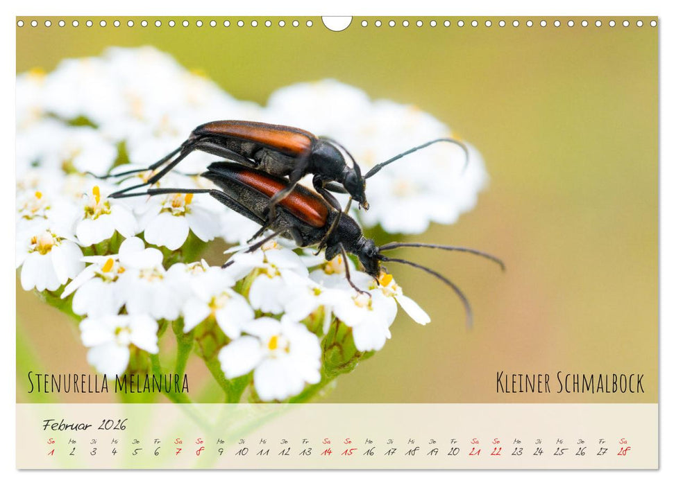Käfer-Wunderwelten (CALVENDO Wandkalender 2026)