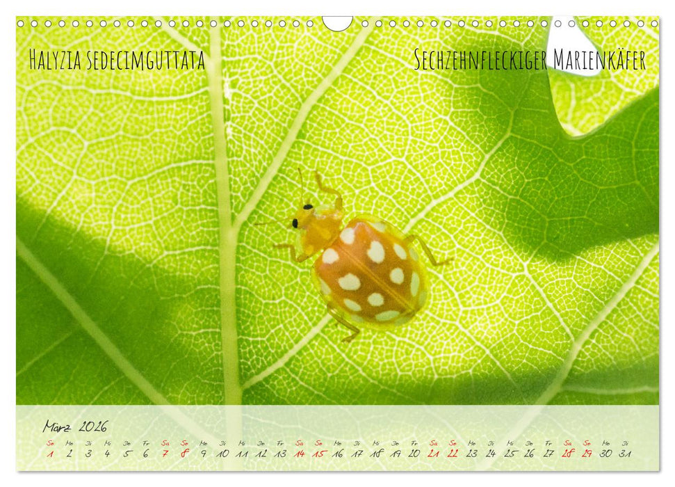 Käfer-Wunderwelten (CALVENDO Wandkalender 2026)