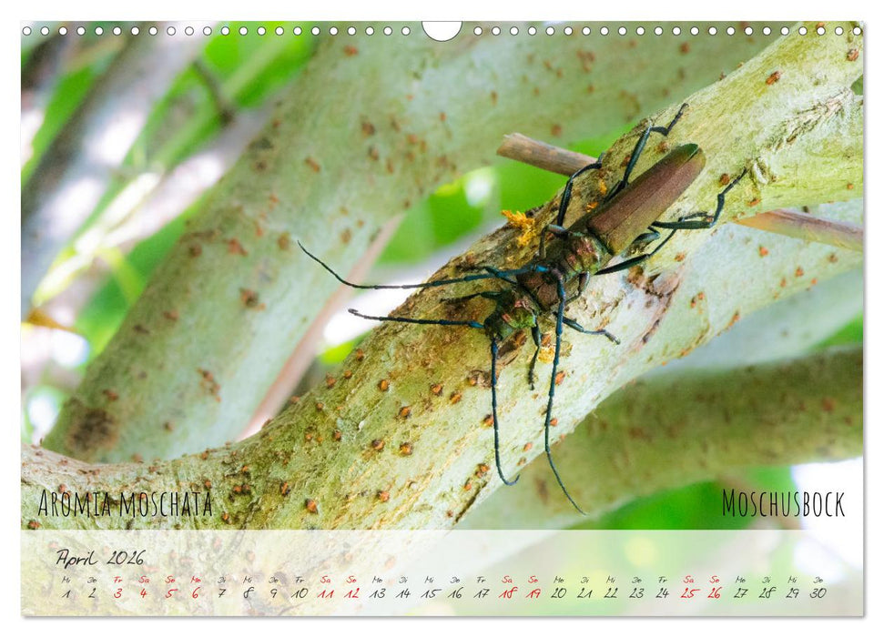 Käfer-Wunderwelten (CALVENDO Wandkalender 2026)