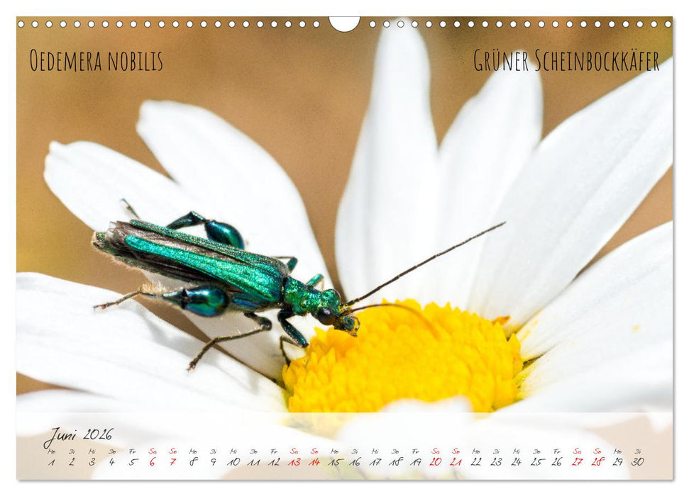 Käfer-Wunderwelten (CALVENDO Wandkalender 2026)