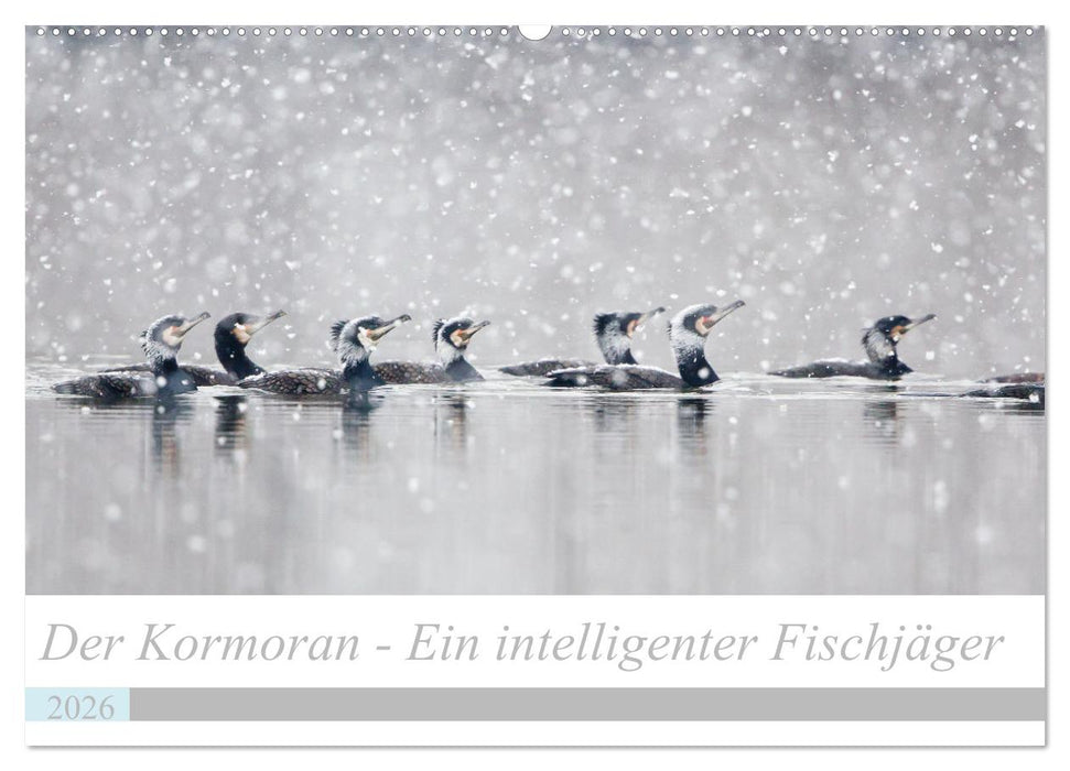 Der Kormoran - Ein intelligenter Fischjäger (CALVENDO Wandkalender 2026)