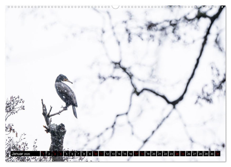 Der Kormoran - Ein intelligenter Fischjäger (CALVENDO Wandkalender 2026)