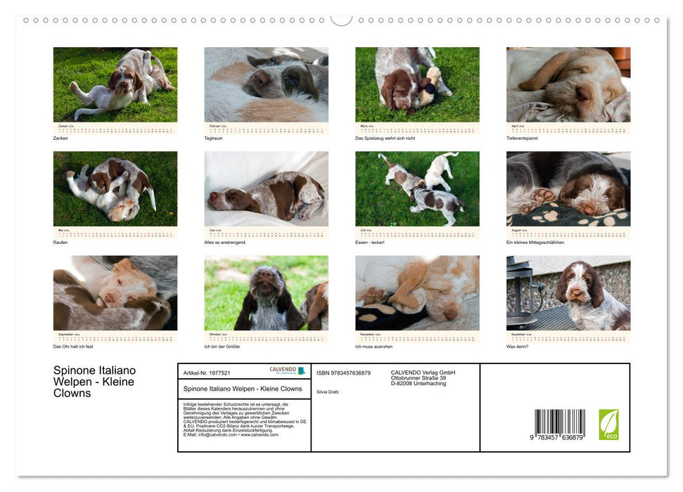 Spinone Italiano Welpen - Kleine Clowns (CALVENDO Wandkalender 2026)