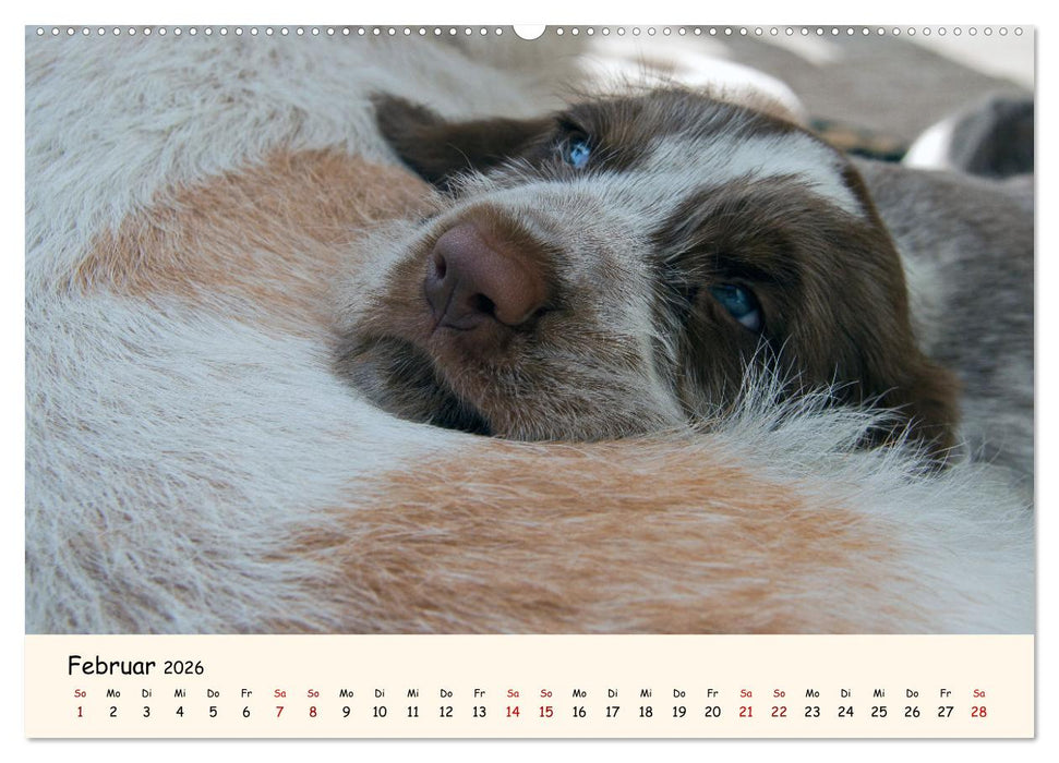 Spinone Italiano Welpen - Kleine Clowns (CALVENDO Wandkalender 2026)