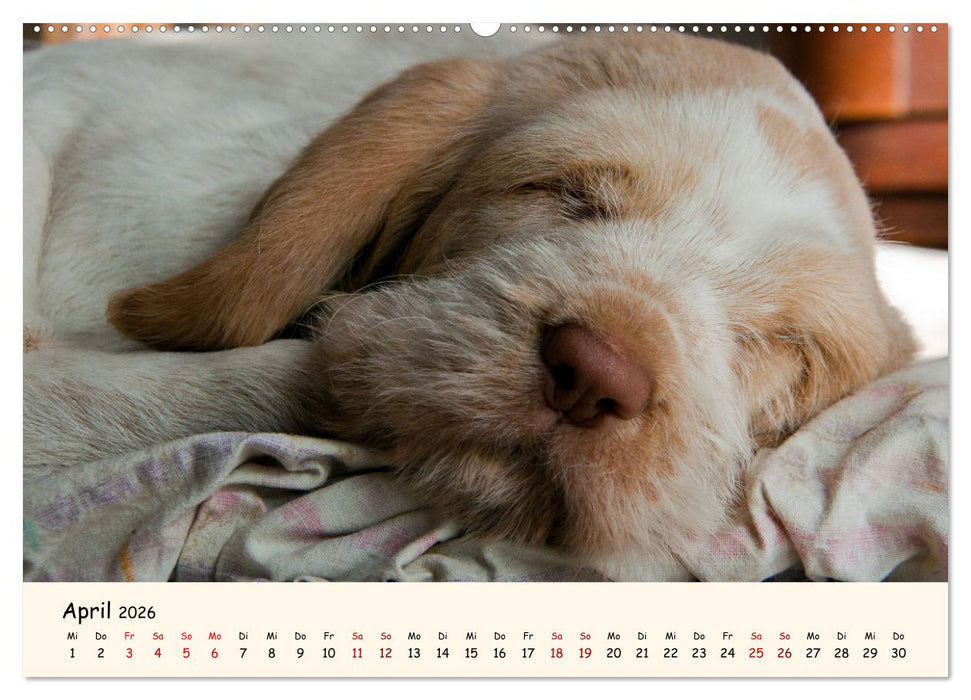 Spinone Italiano Welpen - Kleine Clowns (CALVENDO Wandkalender 2026)