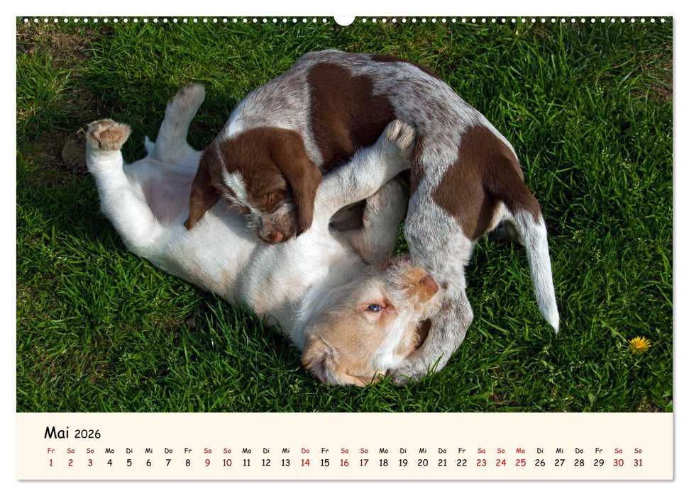 Spinone Italiano Welpen - Kleine Clowns (CALVENDO Wandkalender 2026)