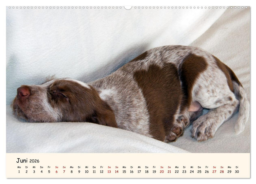 Spinone Italiano Welpen - Kleine Clowns (CALVENDO Wandkalender 2026)