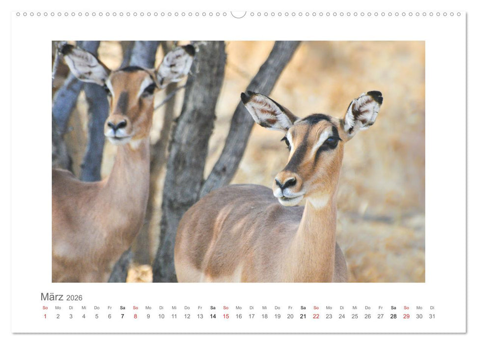 Namibia - unterwegs mit Julia Hahn (CALVENDO Wandkalender 2026)