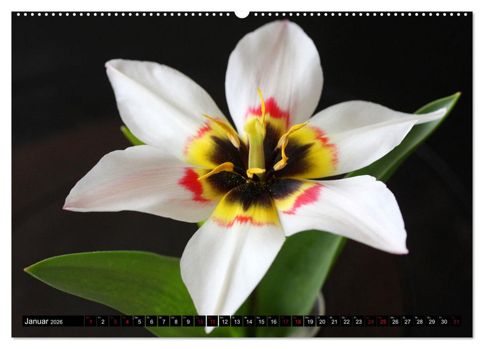 Liebenswerte Blüten (CALVENDO Premium Wandkalender 2026)