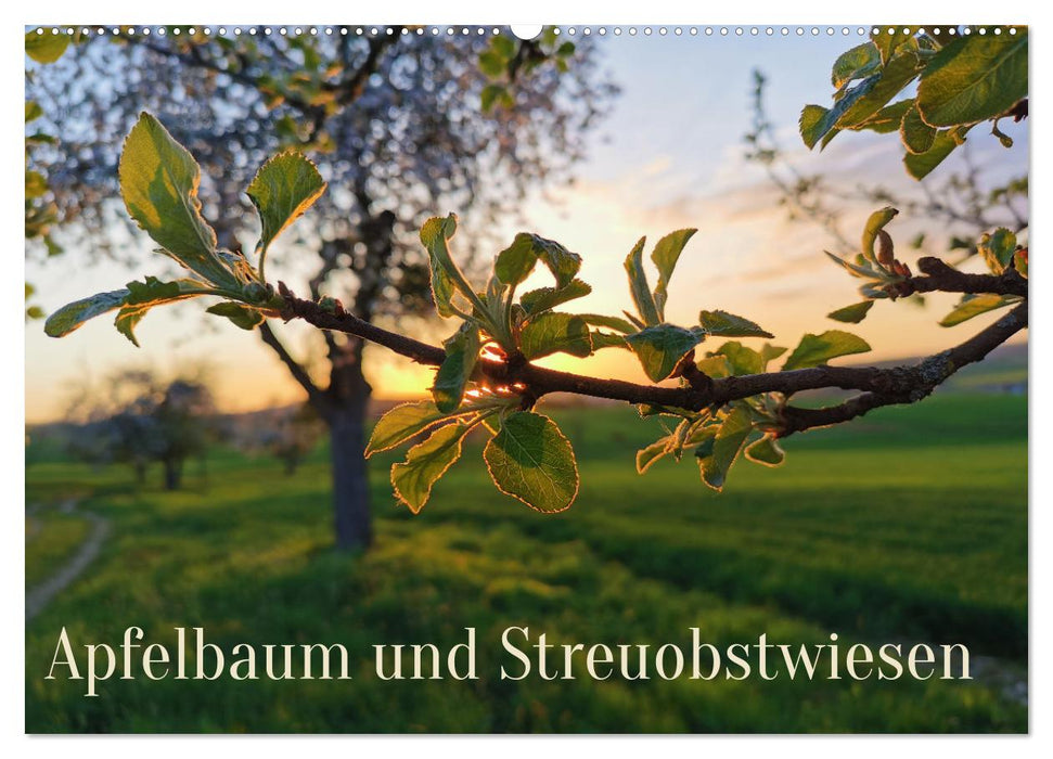 Apfelbaum und Streuobstwiesen (CALVENDO Wandkalender 2026)