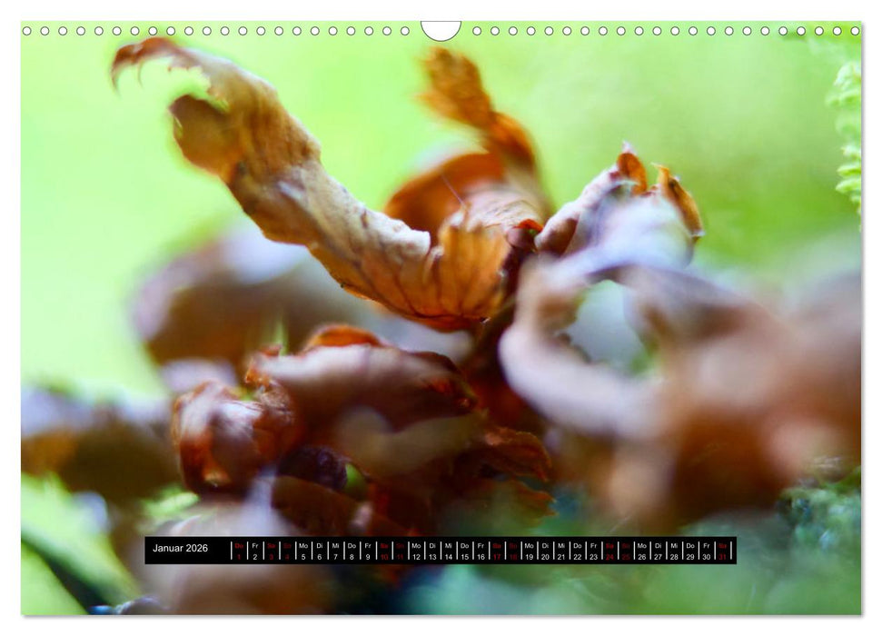 Achtsame Augenblicke (CALVENDO Wandkalender 2026)