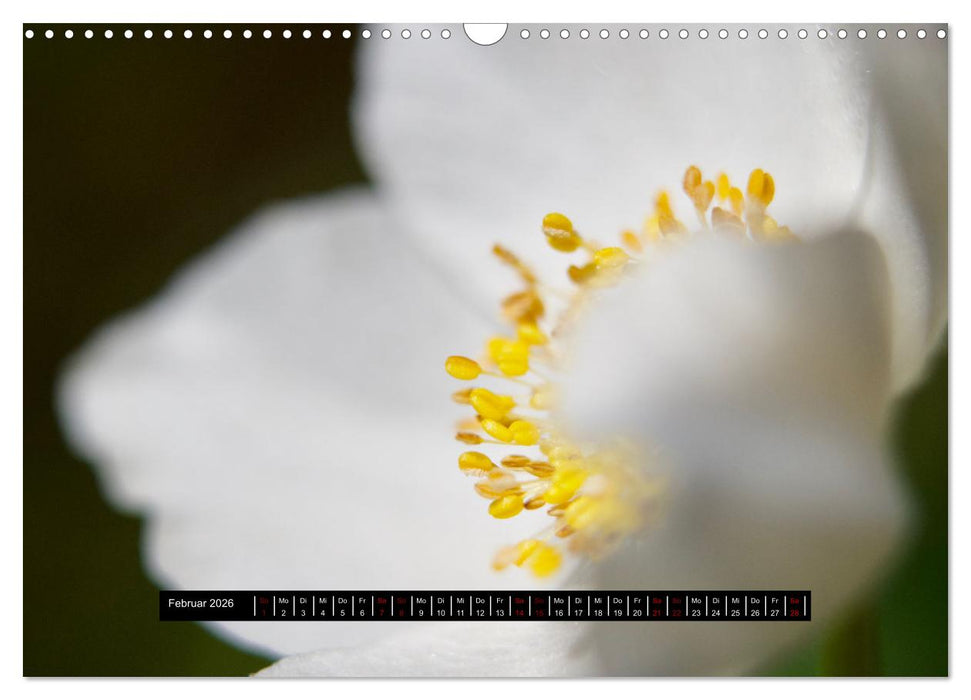 Achtsame Augenblicke (CALVENDO Wandkalender 2026)