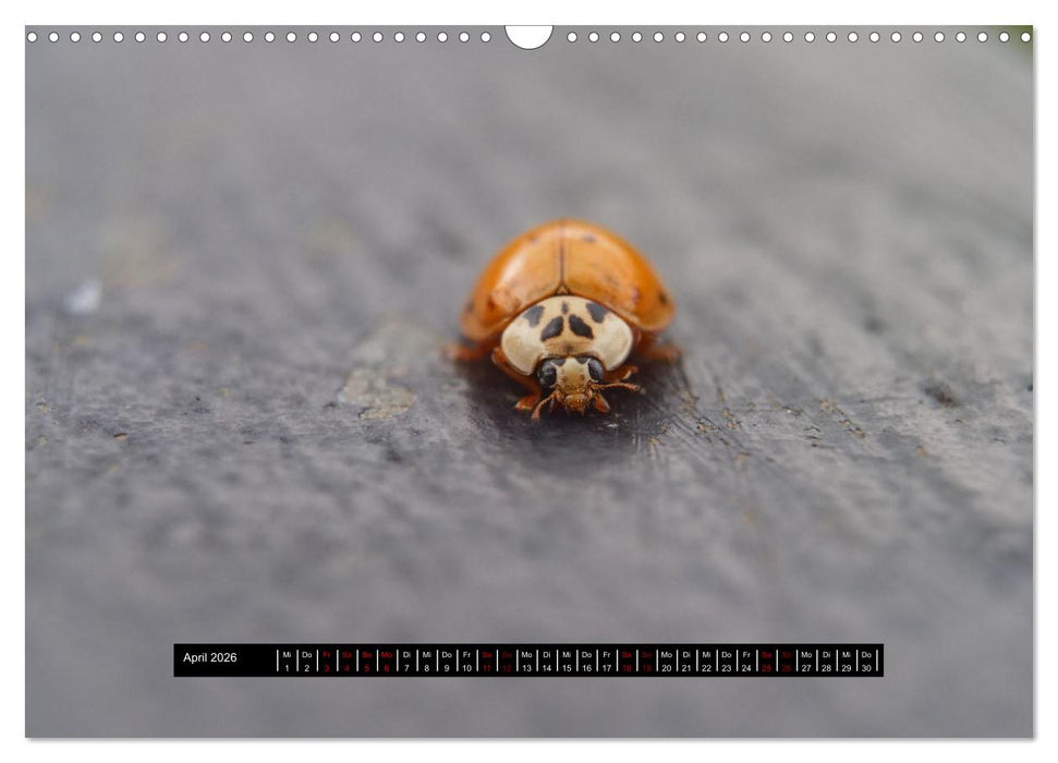 Achtsame Augenblicke (CALVENDO Wandkalender 2026)