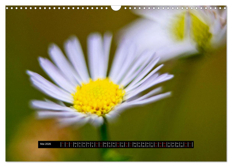 Achtsame Augenblicke (CALVENDO Wandkalender 2026)