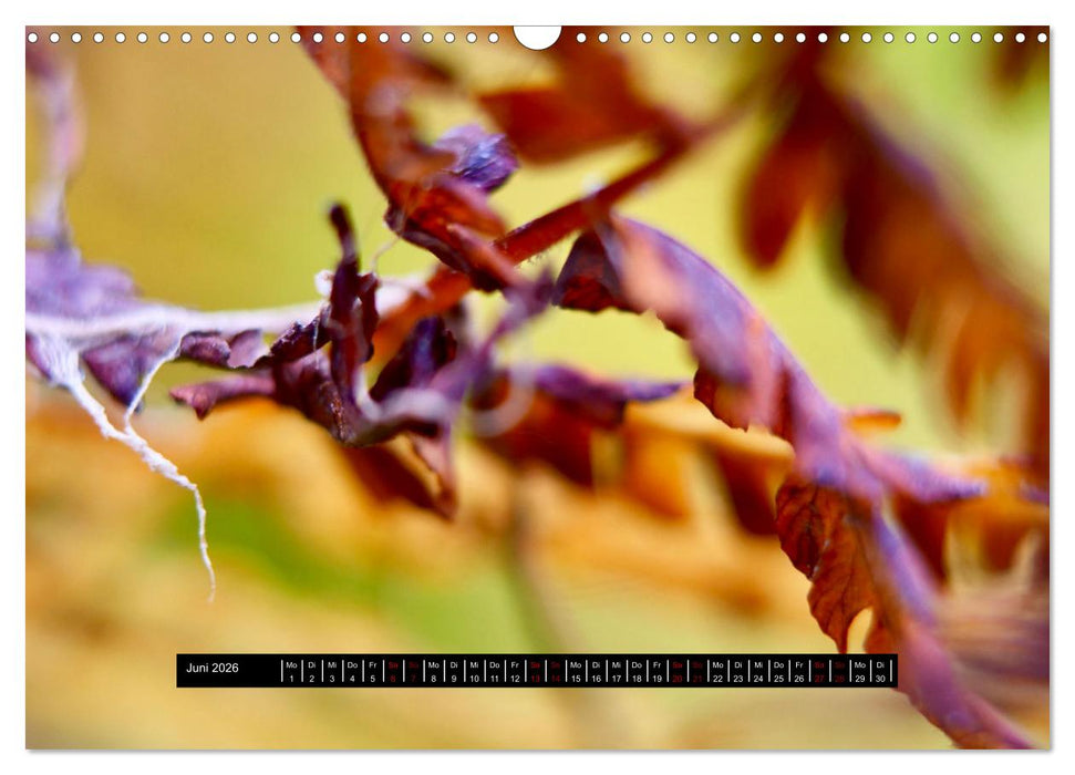 Achtsame Augenblicke (CALVENDO Wandkalender 2026)