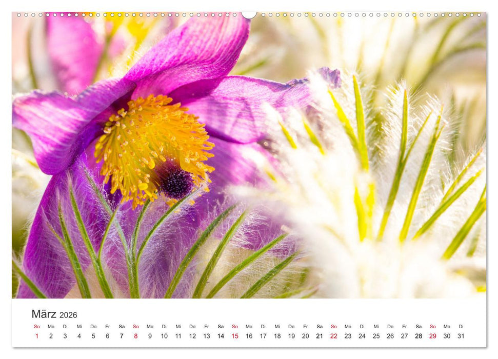 Faszination Natur - Bilder aus Mecklenburg-Vorpommern (CALVENDO Wandkalender 2026)