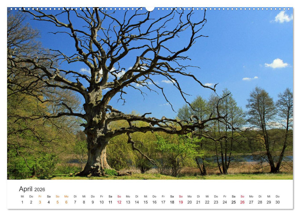 Faszination Natur - Bilder aus Mecklenburg-Vorpommern (CALVENDO Wandkalender 2026)