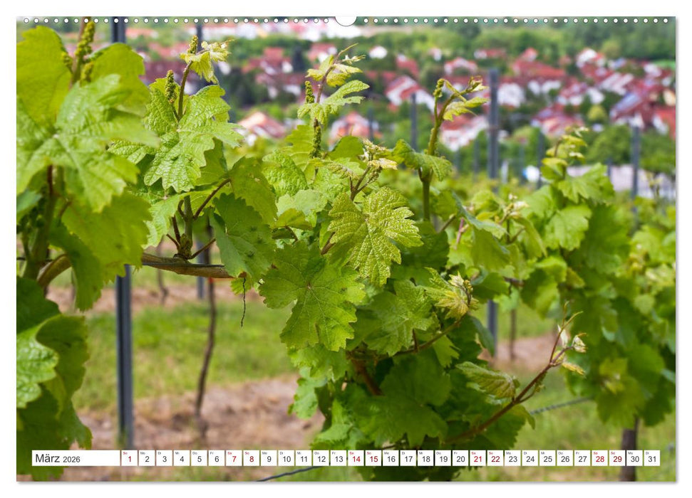 Weinlandschaften (CALVENDO Wandkalender 2026)