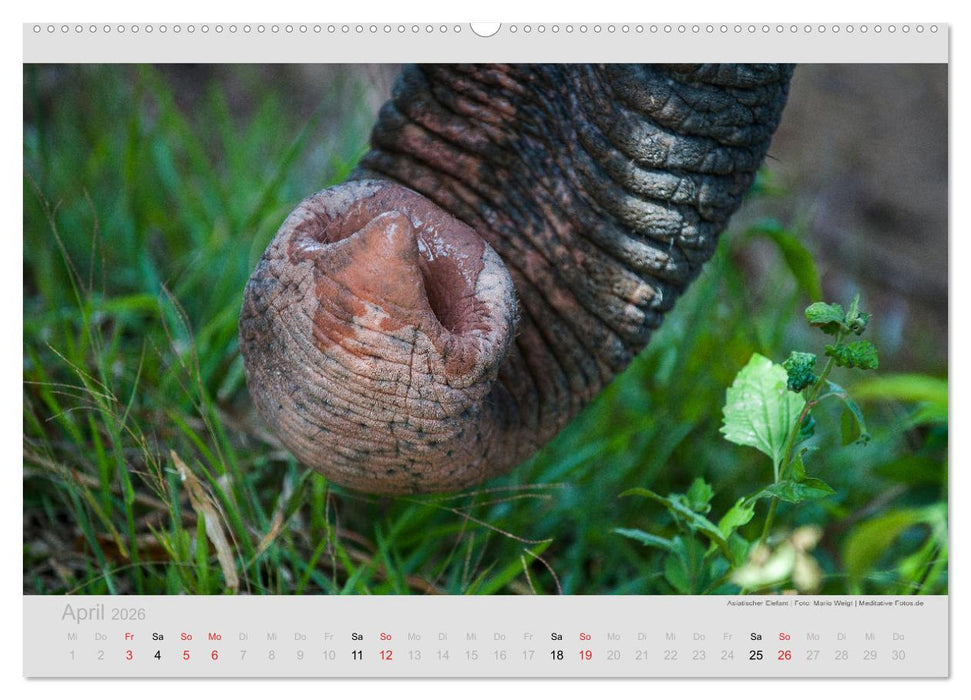 ELEFANTEN - Rüsselträger der Herzen (CALVENDO Wandkalender 2026)