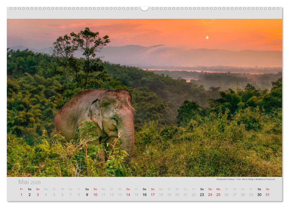ELEFANTEN - Rüsselträger der Herzen (CALVENDO Wandkalender 2026)
