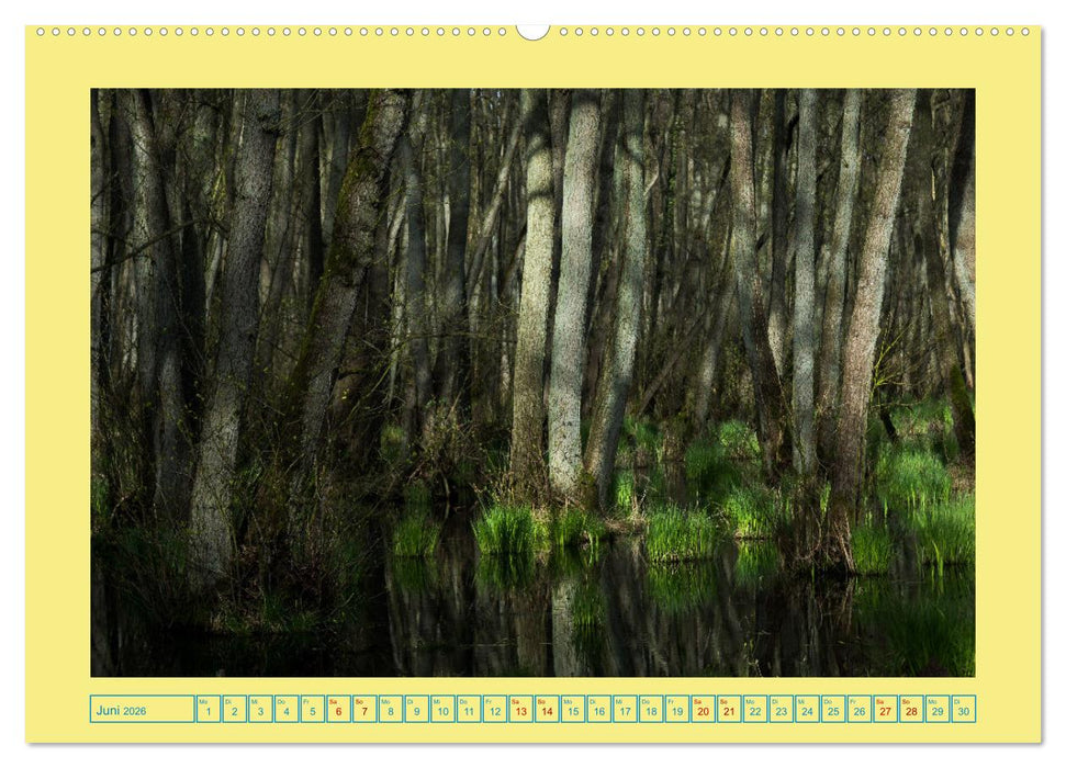 Landschaften auf Fischland-Darß-Zingst (CALVENDO Wandkalender 2026)