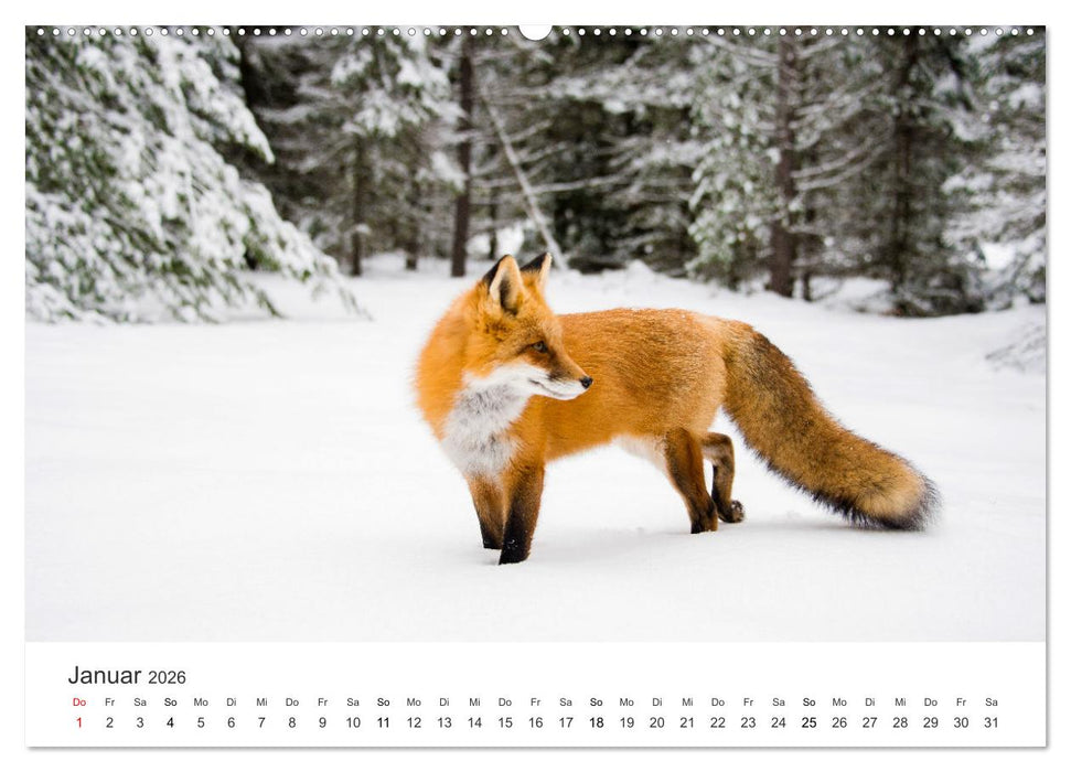 Flinke Füchse (CALVENDO Wandkalender 2026)