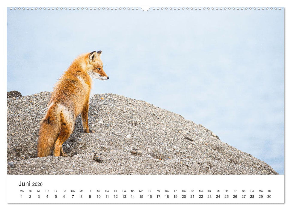 Flinke Füchse (CALVENDO Wandkalender 2026)