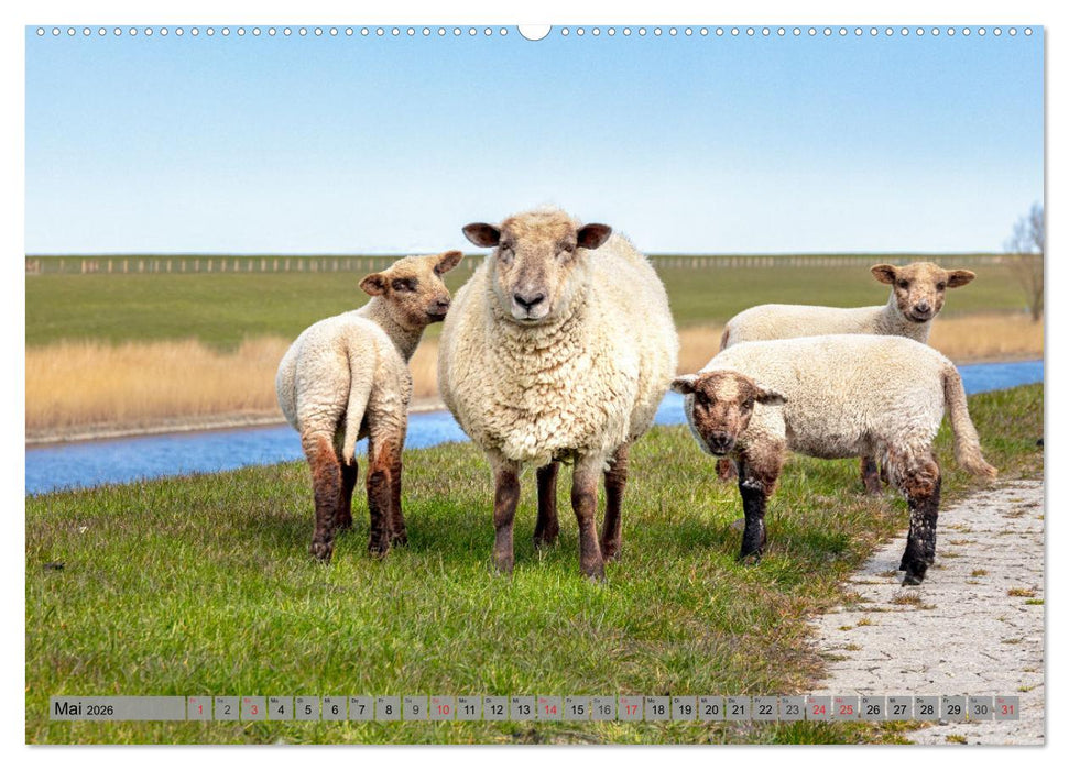 NORDDEICH-LIEBE (CALVENDO Wandkalender 2026)