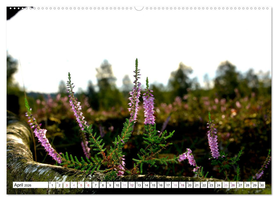 Heidelandschaft im Farbenspiel der Natur (CALVENDO Wandkalender 2026)