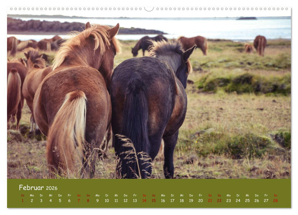 Das Islandpferd (CALVENDO Wandkalender 2026)