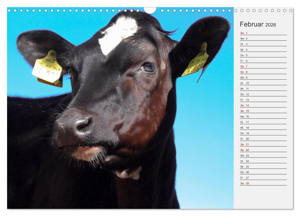 Die Kuh macht Muuuh! (CALVENDO Wandkalender 2026)