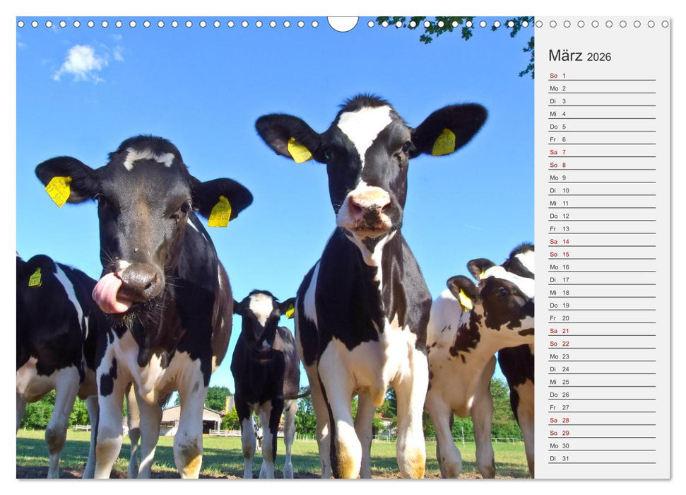 Die Kuh macht Muuuh! (CALVENDO Wandkalender 2026)