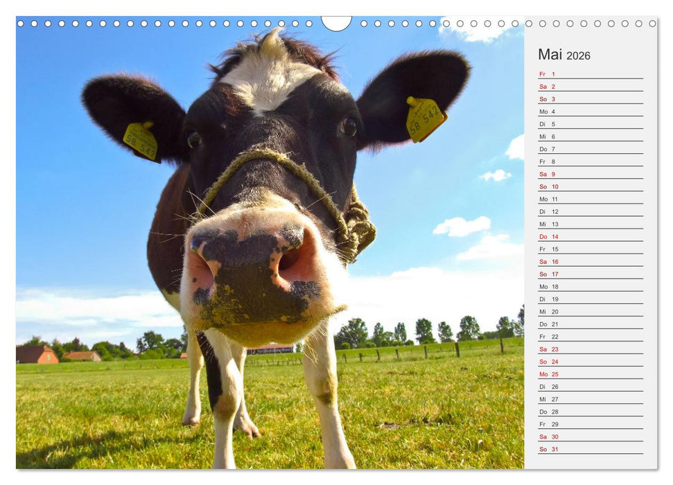 Die Kuh macht Muuuh! (CALVENDO Wandkalender 2026)