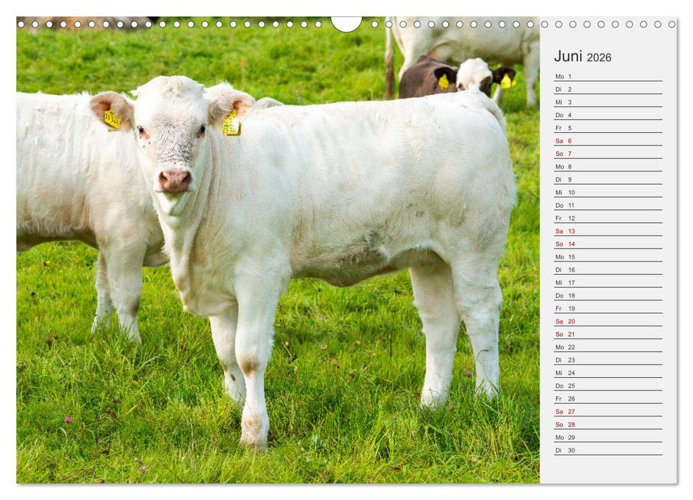 Die Kuh macht Muuuh! (CALVENDO Wandkalender 2026)
