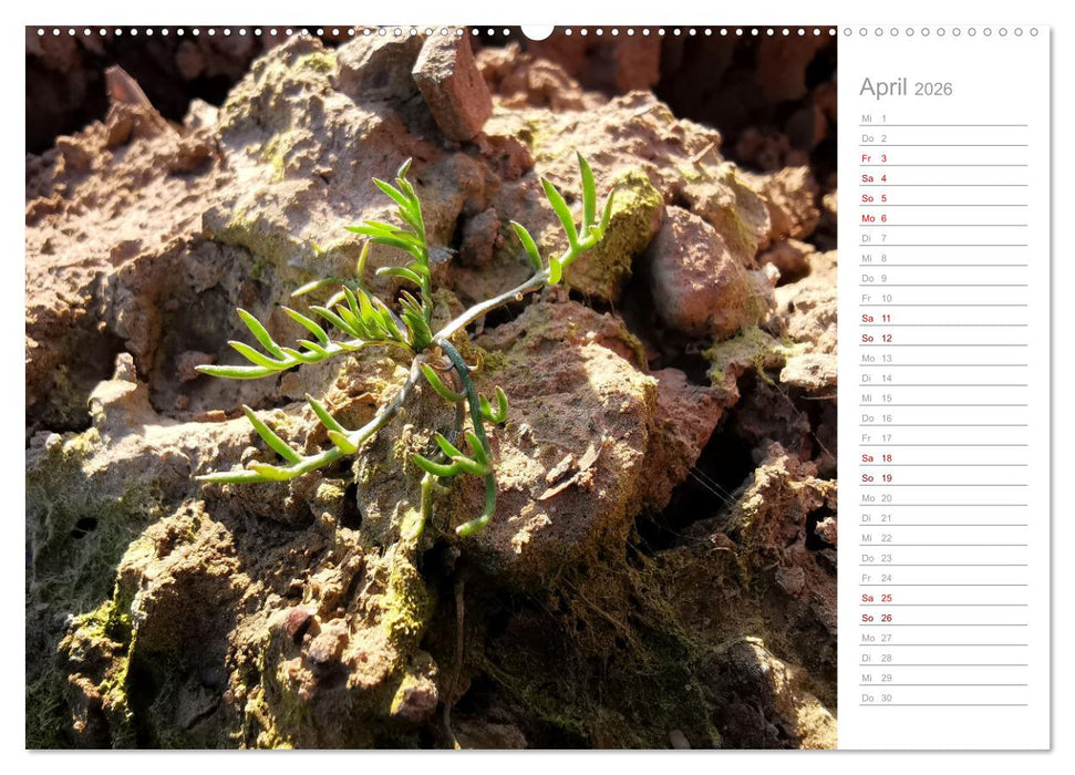 Abstrakte Umwelt (CALVENDO Wandkalender 2026)