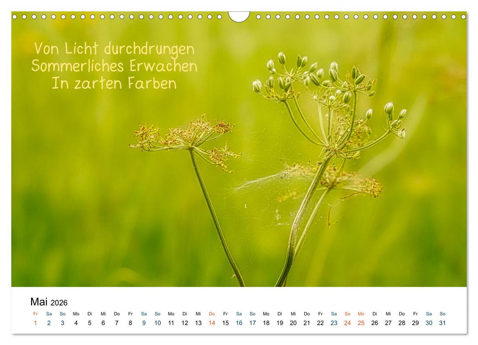 HAIKU, eine fotografische Interpretation (CALVENDO Wandkalender 2026)