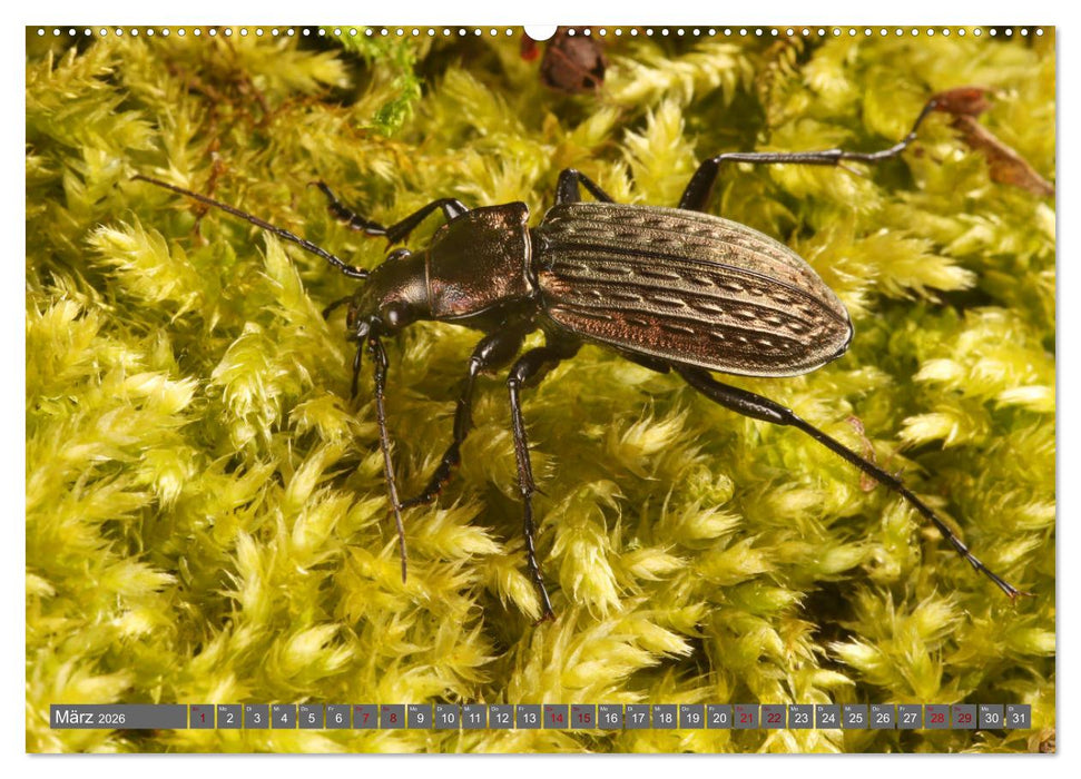 ABENTEUER KÄFER (CALVENDO Wandkalender 2026)