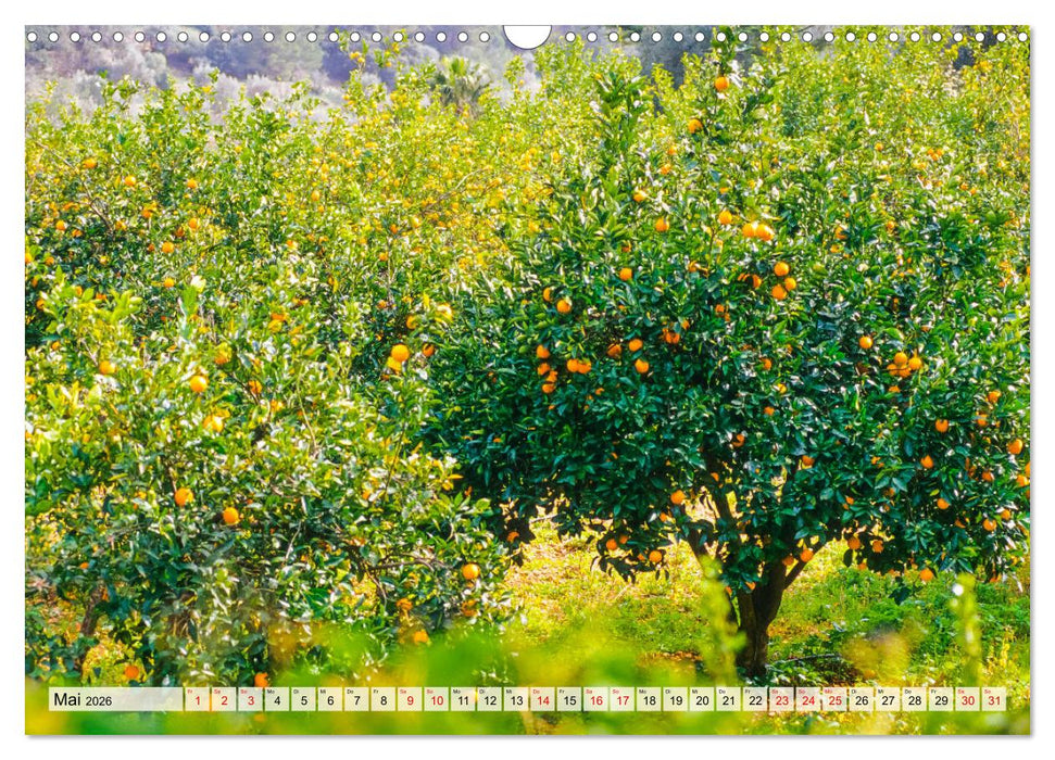 Immer wieder Mallorca (CALVENDO Wandkalender 2026)