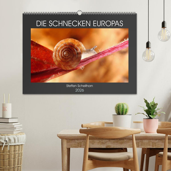 DIE SCHNECKEN EUROPAS (CALVENDO Wandkalender 2026)