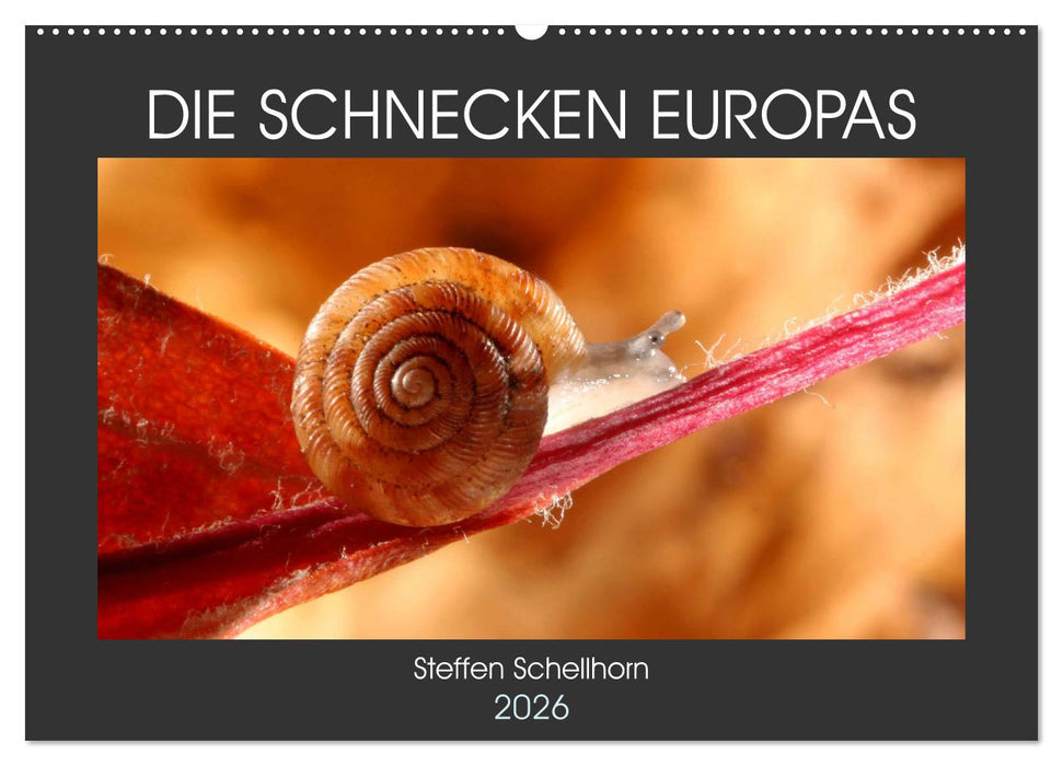 DIE SCHNECKEN EUROPAS (CALVENDO Wandkalender 2026)