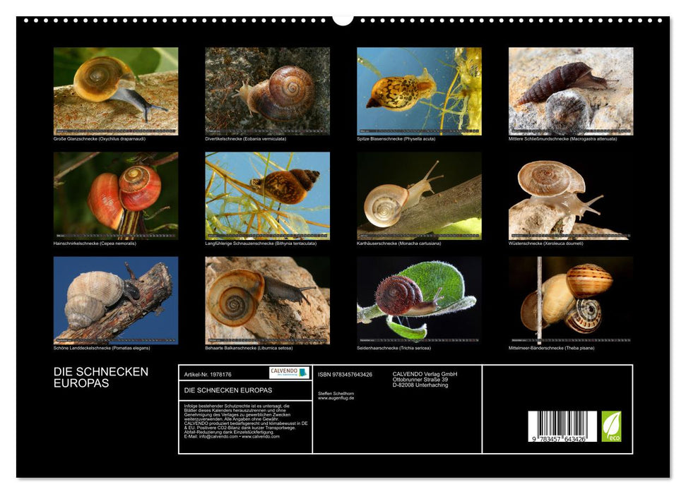 DIE SCHNECKEN EUROPAS (CALVENDO Wandkalender 2026)